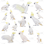 美冠鹦鹉,硫磺,分离着色,白色,鸟冠,无人,噪声,鸟类,动物主题,喙