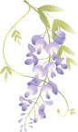节气渐变质感植物花朵-紫藤