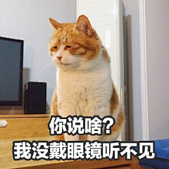 林妹妹啊采集到猫猫