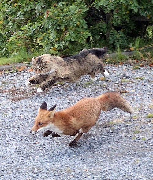 猫的状态去追赶一只狐狸，而不是痛苦地冷静...