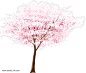 唯美樱花树图片