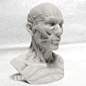 1:3艺用人体肌肉骨骼头雕模型 美术半身像 静物绘画参考头骨模型-淘宝网