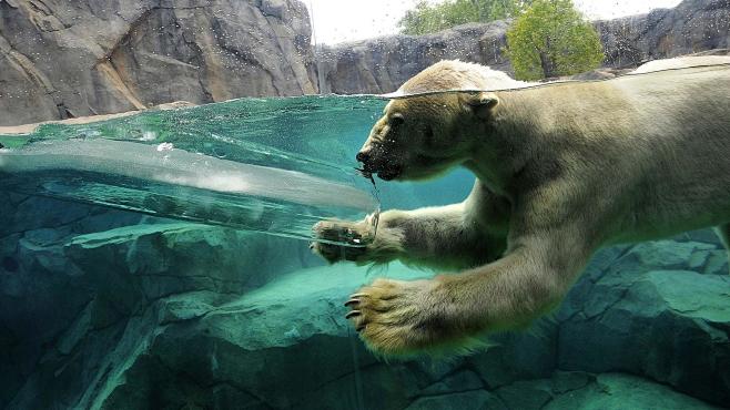 Polar Bear Water : P...