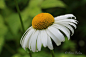 Inflorescence of chamomile