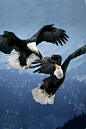 ♂ Wildlife photography birds Two Eagles