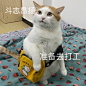 猫咪表情包