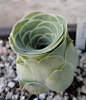 Succulent - Greenovia diplocycla, el Herra | How beautiful!  It's like a little rose!