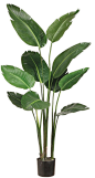 My favorite houseplant. Need a nice but simple pot from Ikea. Bird of Paradise Plant in Plastic Pot Green 5ft: 