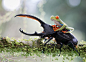 “战马配骑士”（The knight and his steed）是瑞典摄影师 Nicolas Boden的作品。Nicolas表示这张照片是在特定环境中拍摄的。为了节约时间和金钱的成本，很多照片都无法在完全自然的状态下拍摄。但该照片是在自然状态下完成的，Nicolas坦言自己本想摆拍这只红眼树蛙，不料它却正好跳到了正在休息的甲虫身上，让Nicolas抓拍到了这精彩的一幕。