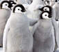 两只毛茸茸的小帝企鹅互相搂抱在一起，其中一只将自己的鳍足放在另一只的肩上，非常可爱。这两只小企鹅目前正处于脱毛期。在这期间，它们将脱去身上的绒毛，然后长出适合游泳的羽毛。这是摄影师乘坐直升机在南极的一处冰层上拍摄到的。