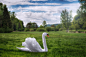 John Wilhelm is a photoholic在 500px 上的照片A stray swan