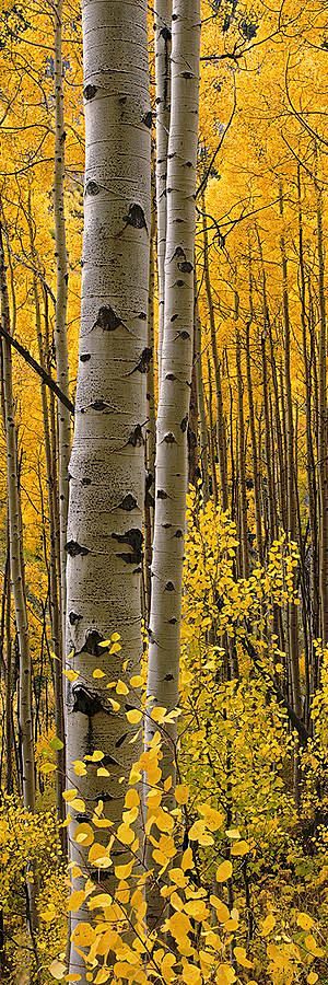 Aspens by Barry Bail...