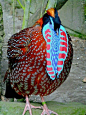 Temminck's Tragopan