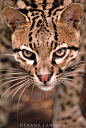 Ocelot, Leopardus pardalis, Chiapas, Mexico