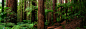 Rotorua Redwood Forest – Whakarewarewa  : Rotorua Redwood Forest – Whakarewarewa 