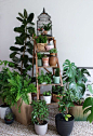 Urban Jungle Bloggers: My Plant Gang by <a href="/CurateDisplay/" title="Curate & Display">@Curate & Display</a>: