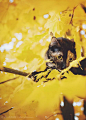 一组神奇的猫写真 秋-多一点点创意