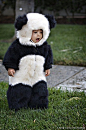  罕见的熊猫抓拍