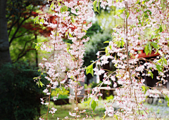 「潇洒小姐」采集到❀❀待到花开烂漫时❀❀