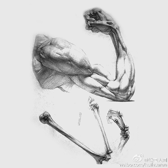 #绘画学习素材分享# 【一组人体骨骼肌肉...