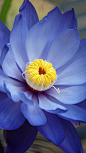 花，花瓣，蓝色
