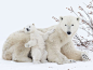 “ Polar Bear Mama with Cub by Daisy Gilardini ”