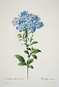 by Pierre Joseph Redouté，蓝雪花,又叫“蓝花丹”或者“蓝花矶松”，原产南非，但是现在已经处处有引种了。这种花喜热，枝条柔软下垂，蓝色瀑布一样。