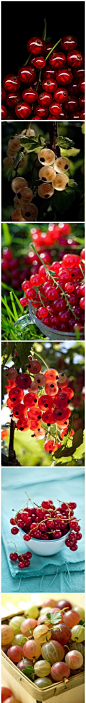 【水果美食~灯笼果】 灯笼果也叫醋栗（gooseberry）。果实近圆形或椭圆形，成熟时果皮黄绿色，光亮而透明，几条纵行维管束清晰可见，花萼宿存，很像灯笼果。