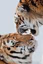 Tigers by: Maxime Riendeau