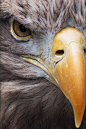 sssz-photo:

Eagle
