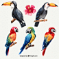 Set of watercolor tropical birds Free Vector
