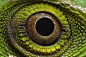 绿色鹮蜥蜴或者叫绿冠蜥蜴拥有相当漂亮的眼睛。瞳孔周围被米黄色的光环所环绕因而特别突出，这就跟女人们用黑色眼线膏来突出自己的眼睛一样。绿色的眼睛和鳞状皮肤让它更加引人注目。这是大自然母亲的微妙之笔但却用着美丽的效果。

