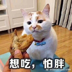 猫咪的脚步声HK采集到表情