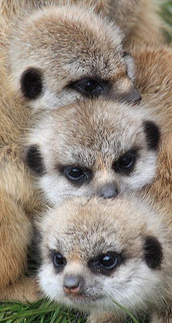 Meerkat babies.猫鼬宝宝。...