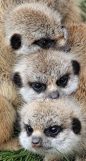 Meerkat babies.猫鼬宝宝。
