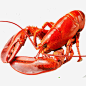 澳洲大龙虾高清素材 产品实物 加拿大 新鲜熟冻 波士顿大龙虾 澳洲大龙虾 澳洲龙虾 免抠png 设计图片 免费下载