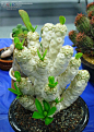 Euphorbia poissonii - spineless form: 