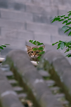 琴子欧尼采集到Photography and cats