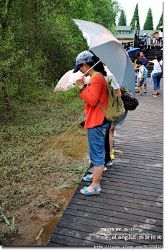 arsong采集到【实拍】崇明岛，又到