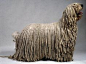 komondor dog