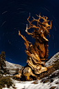 Bristlecone Pine: 