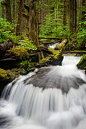 Rainforest Creek by Edmund Lowe on 500px