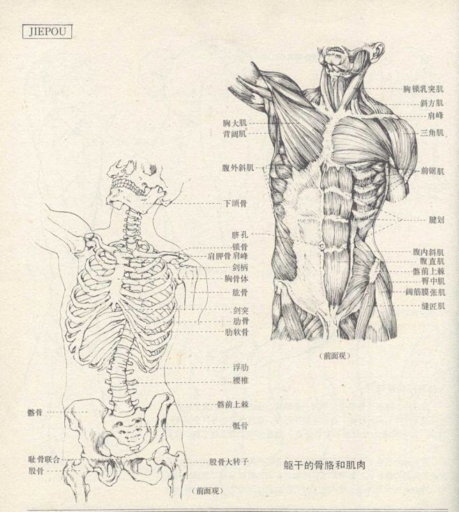 好书推荐《人体造型基础》 沈兆荣 编著 ...