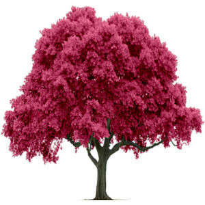 Lush Pink Tree