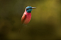 红粉色北方胭红蜂食者，美罗普斯nubicus，细节肖像的美丽的鸟从非洲。来自埃塞俄比亚阿瓦萨湖的粉红色食蜂鸟。蓝头鸟在自然栖息地，晴天。图片下载