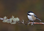 黑顶山雀 Poecile atricapillus 雀形目 山雀科 高山山雀属
Black capped Chickadee by Paul Janosi on 500px