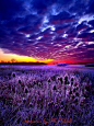 #Horizons by Phil Koch: The Audience; #purple above & below in this fantastical #photo <3 #photography