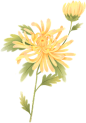 绿色黄色植物菊花插画唯美手绘花卉彩色花朵图片