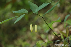 十四公主~采集到花