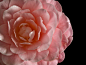 #山茶花# #微距#  #摄影#
 | Camellia Portrait I | Flickr - 相片分享！